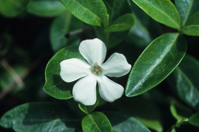 Vinca minor Alba White Periwinkle