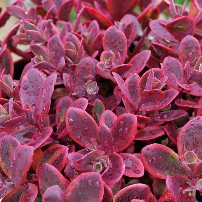 Sedum Sunsparkler Wildfire Stonecrop