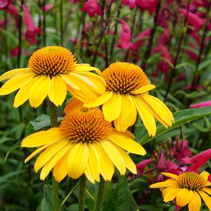 Echinacea Sombrero™ Lemon Yellow Improved