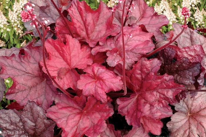 Heuchera Fire Chief Coral Bells