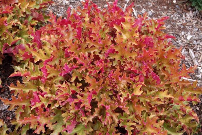 Heuchera hybrid Lime Marmalade Coral Bells