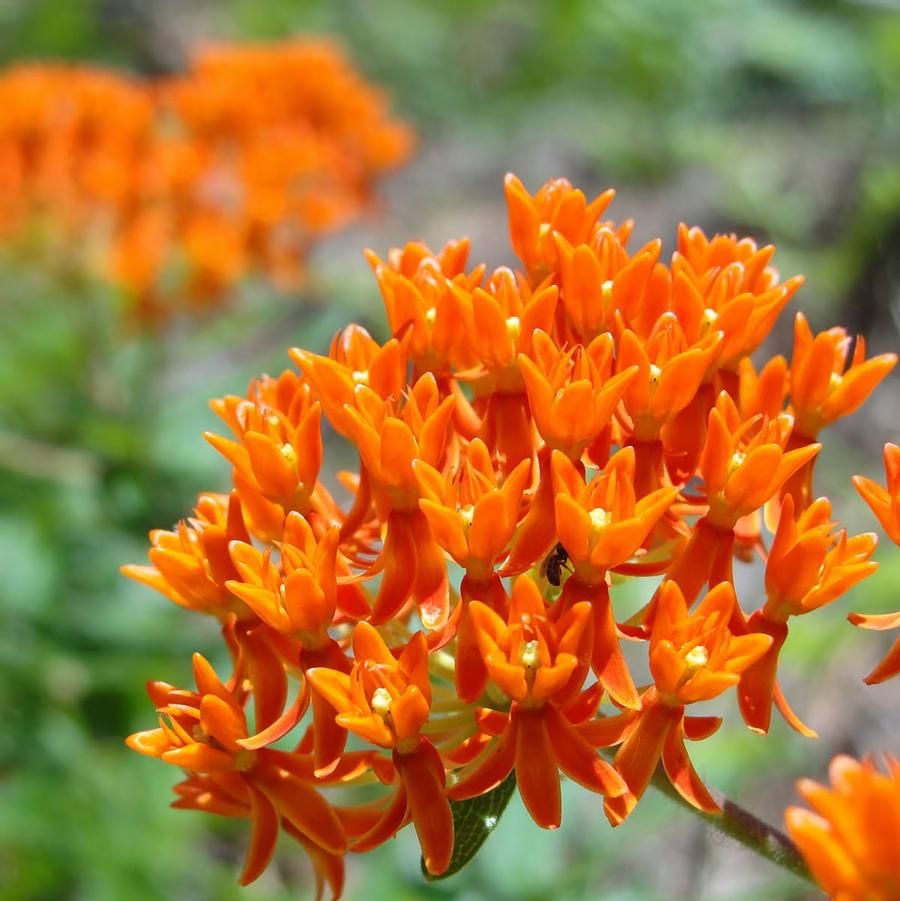 Butterfly Weed