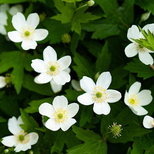 Canada Anemone