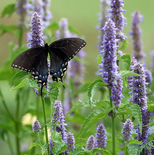 Anise Hyssop