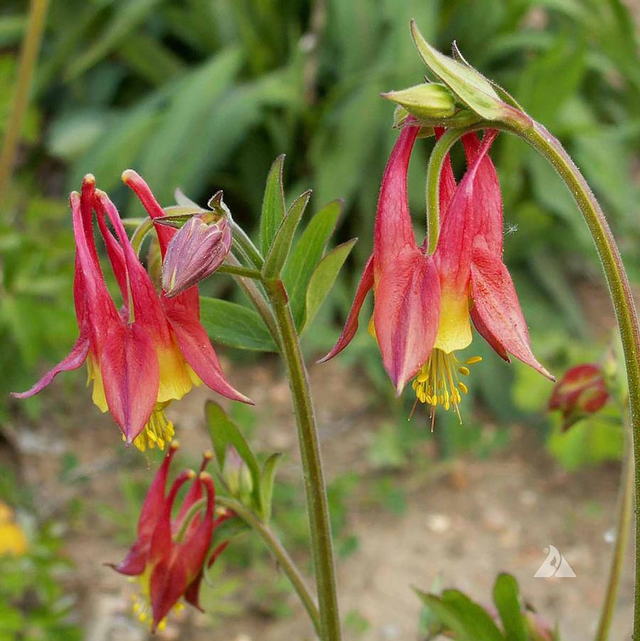 Wild Columbine