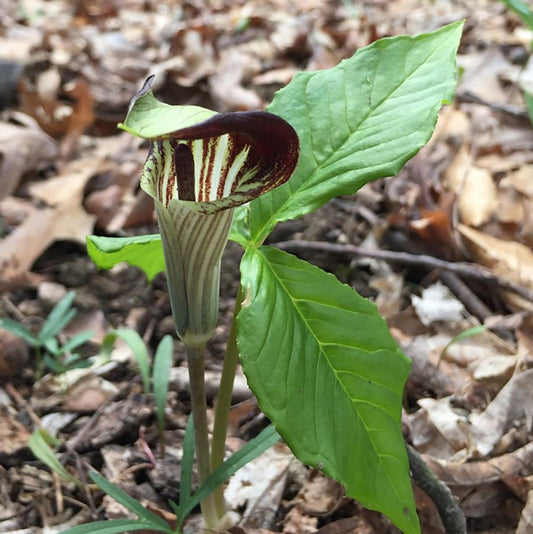 Jack in the Pulpit