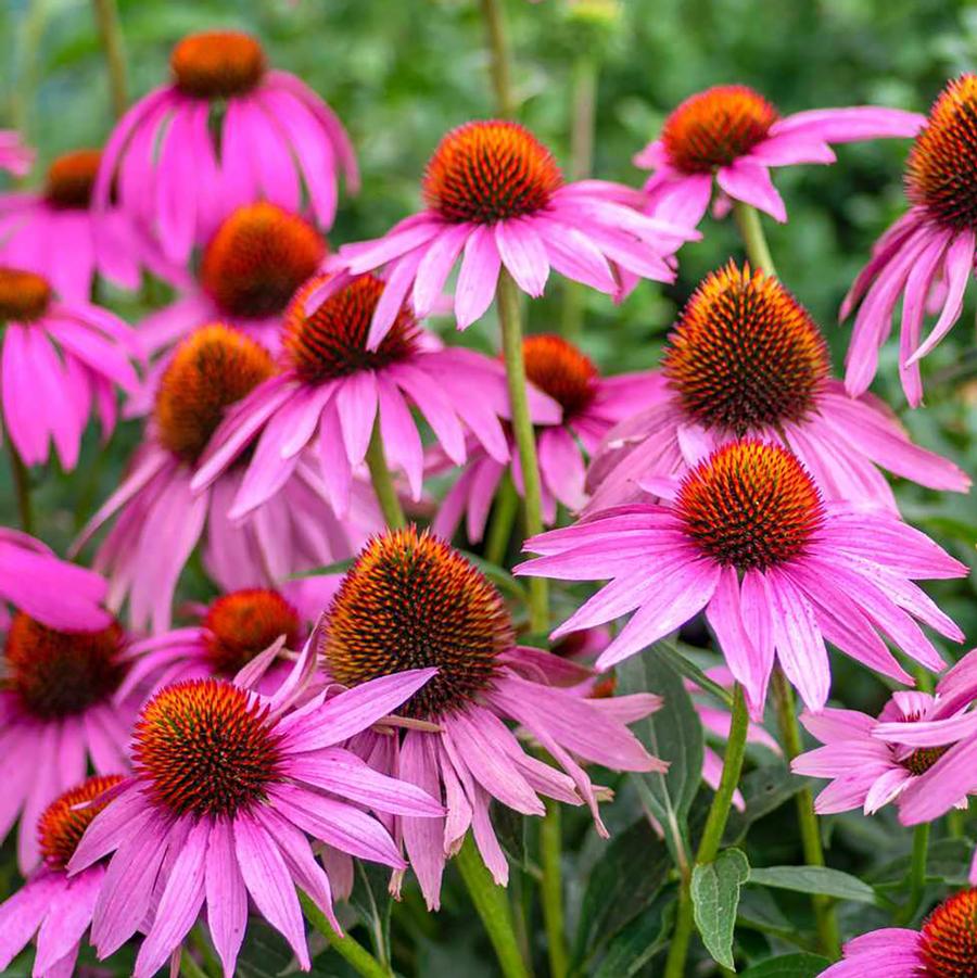 Purple Coneflower