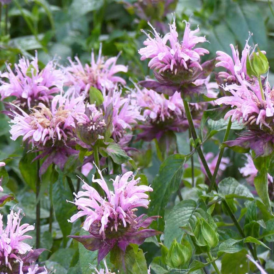 Wild Bergamot