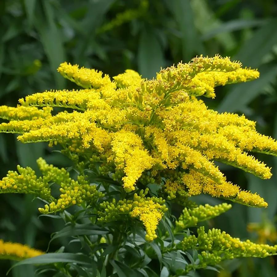 Canadioan Goldenrod