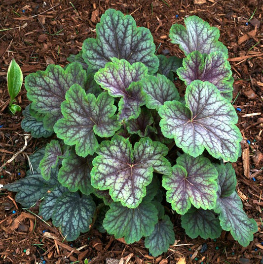 Heuchera Green Spice Coral Bells