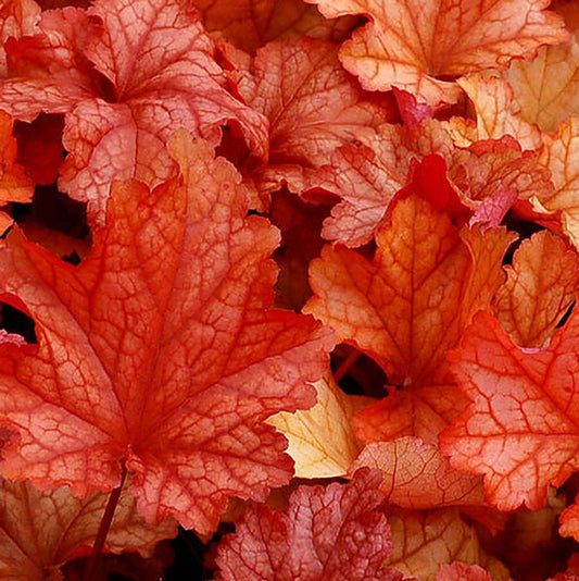 Heuchera hybrid Paprika Coral Bells