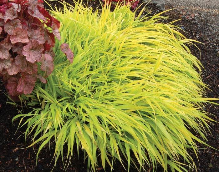 Hakonechloa macra All Gold