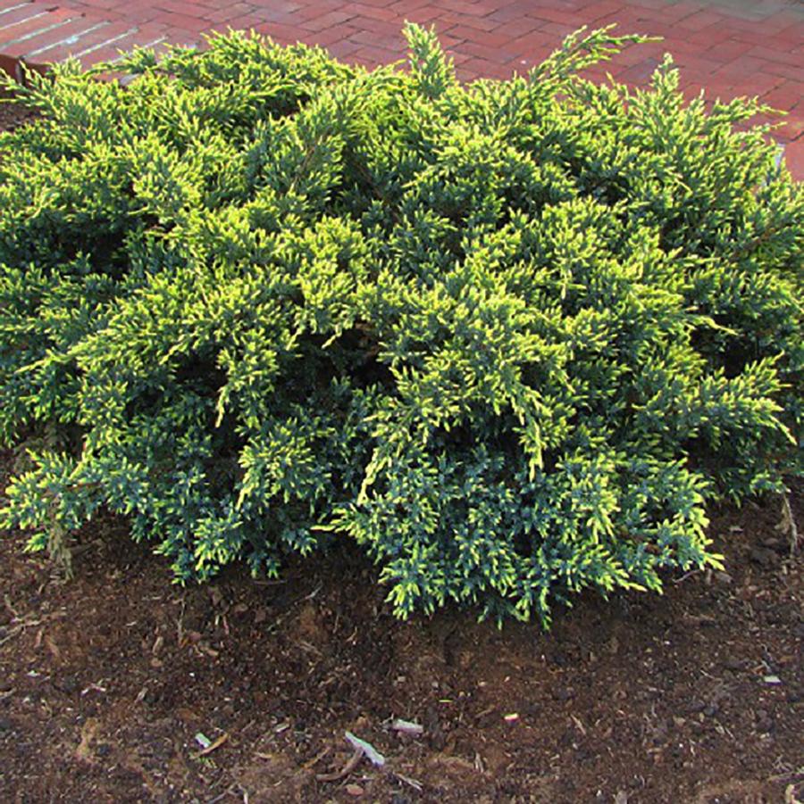 Juniperus squamata Dream Joy Juniper