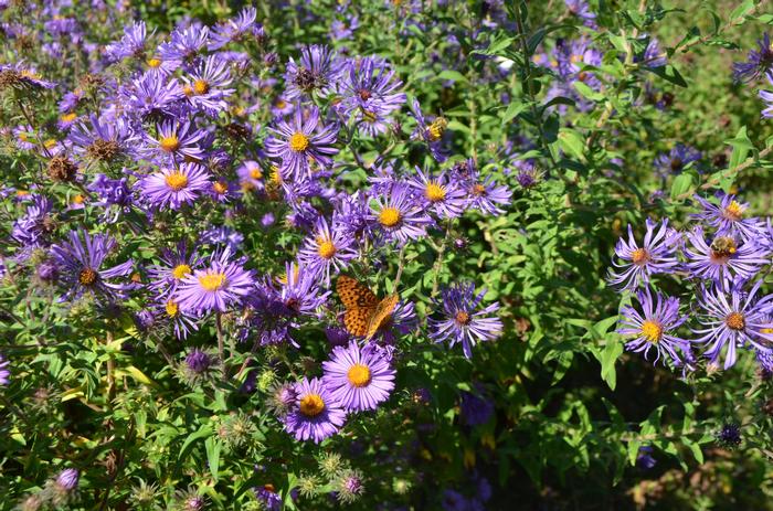 New England Aster