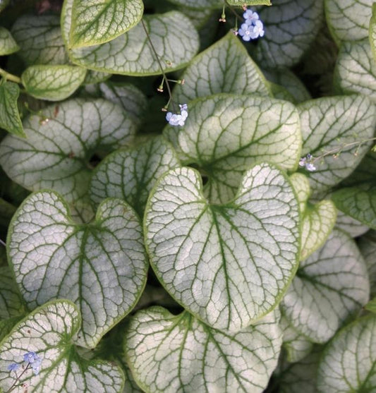 Brunnera macrophylla Jack Frost Siberian Bugloss