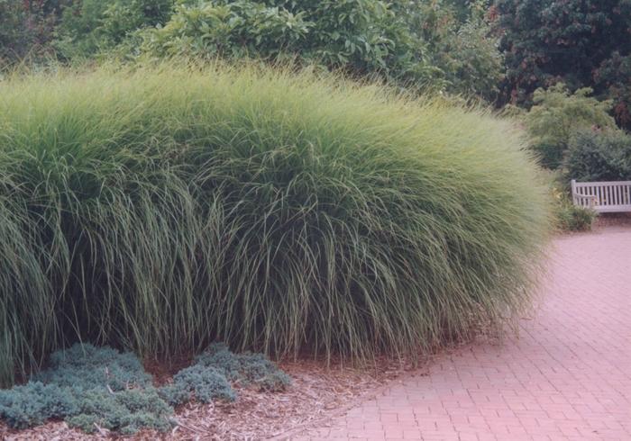 Miscanthus sinensis Gracillimus