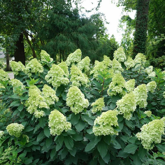 Hydrangea paniculata Limelight PRIME PW