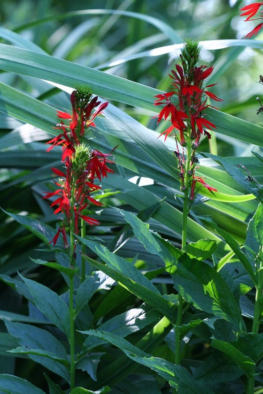 Cardinal Flower