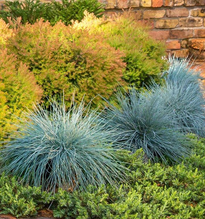 Festuca glauca Beyond Blue™