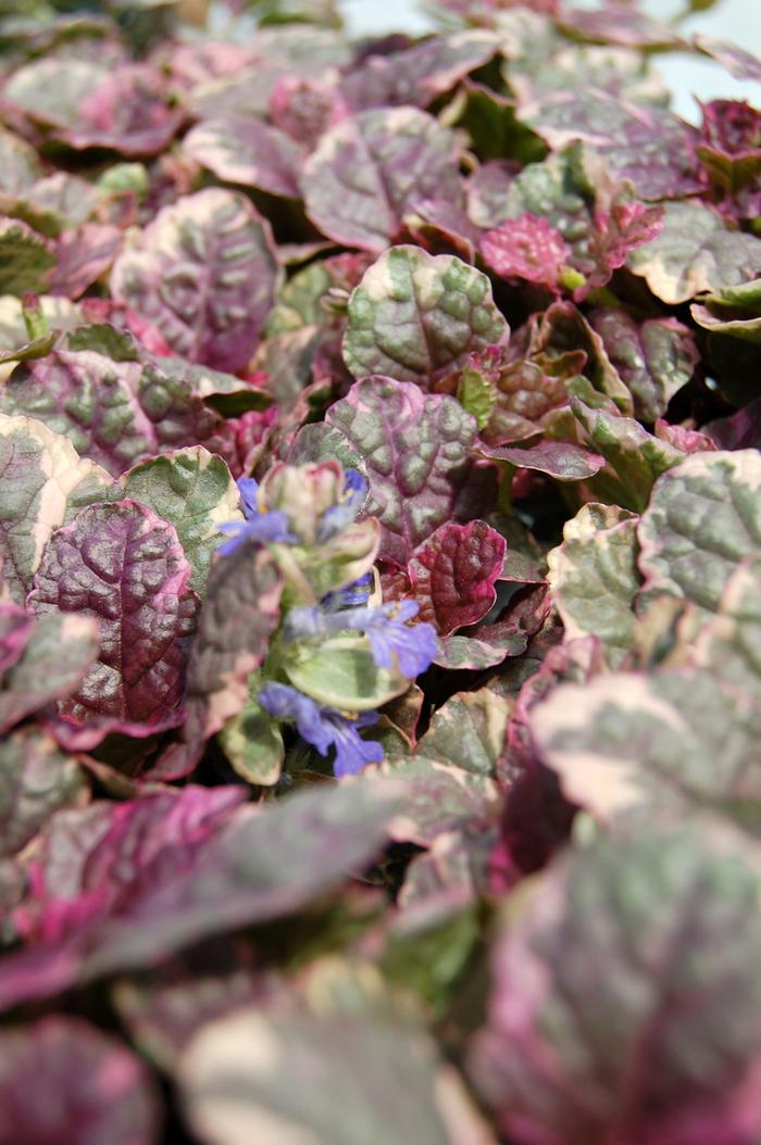 Ajuga reptans Burgundy Glow