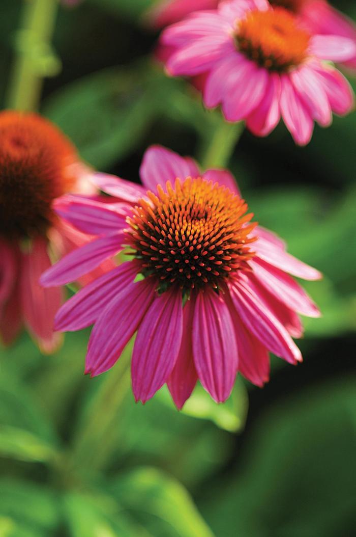 Echinacea purpurea PowWow Wild Berry