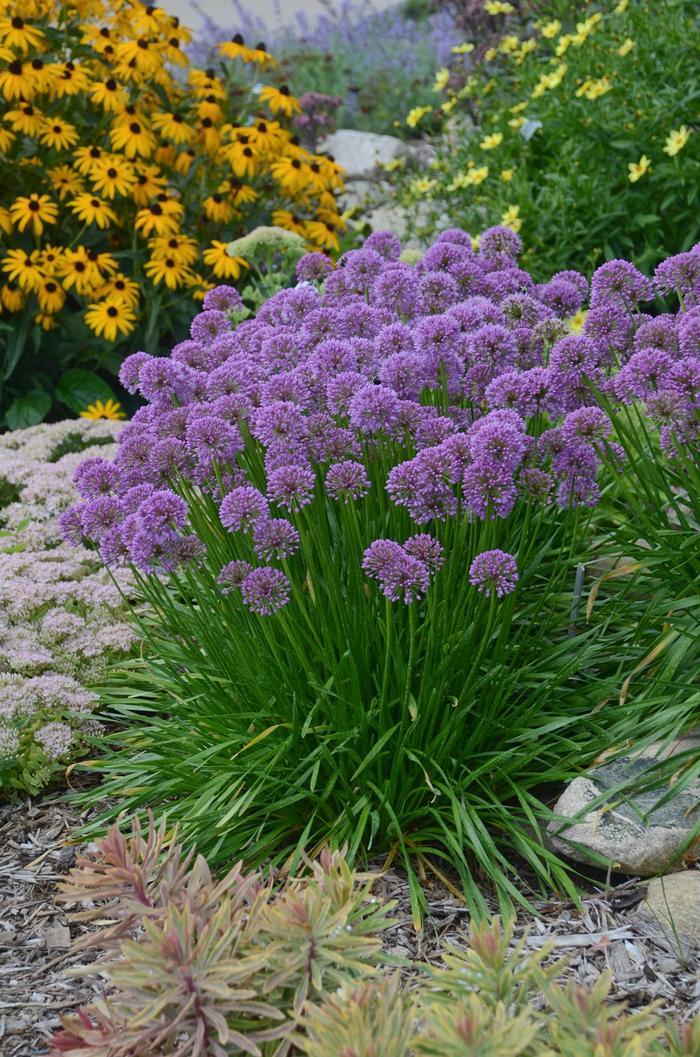 Allium Millenium Ornamental Onio