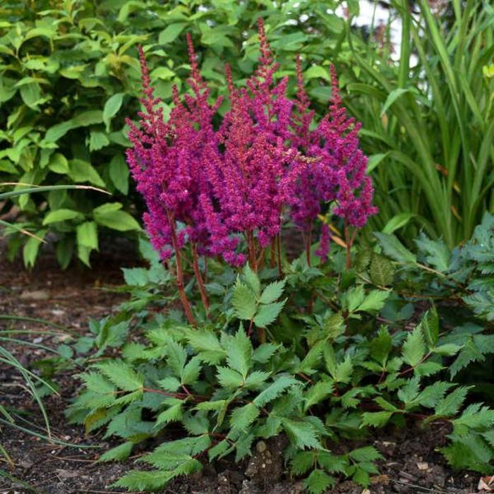 Astilbe chinensis Visions in Red