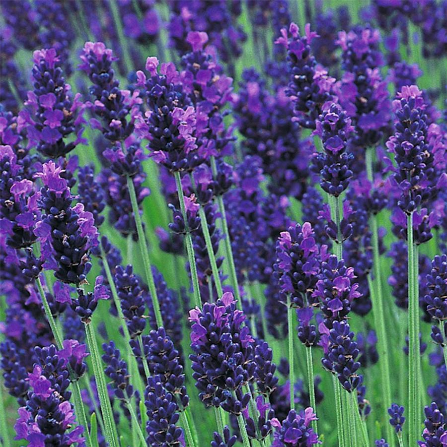 Lavandula angustifolia Hidcote Blue Lavender