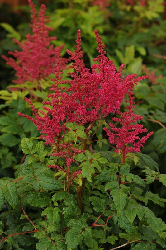 Astilbe Younique Carmine False Spirea