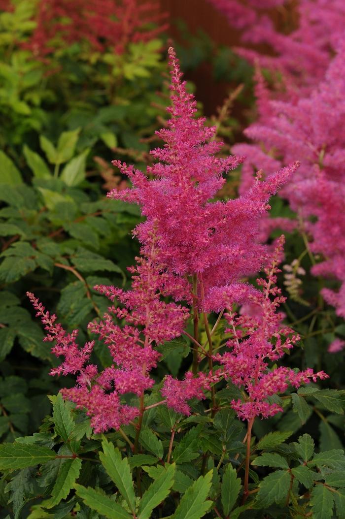 Astilbe Younique Lilac™