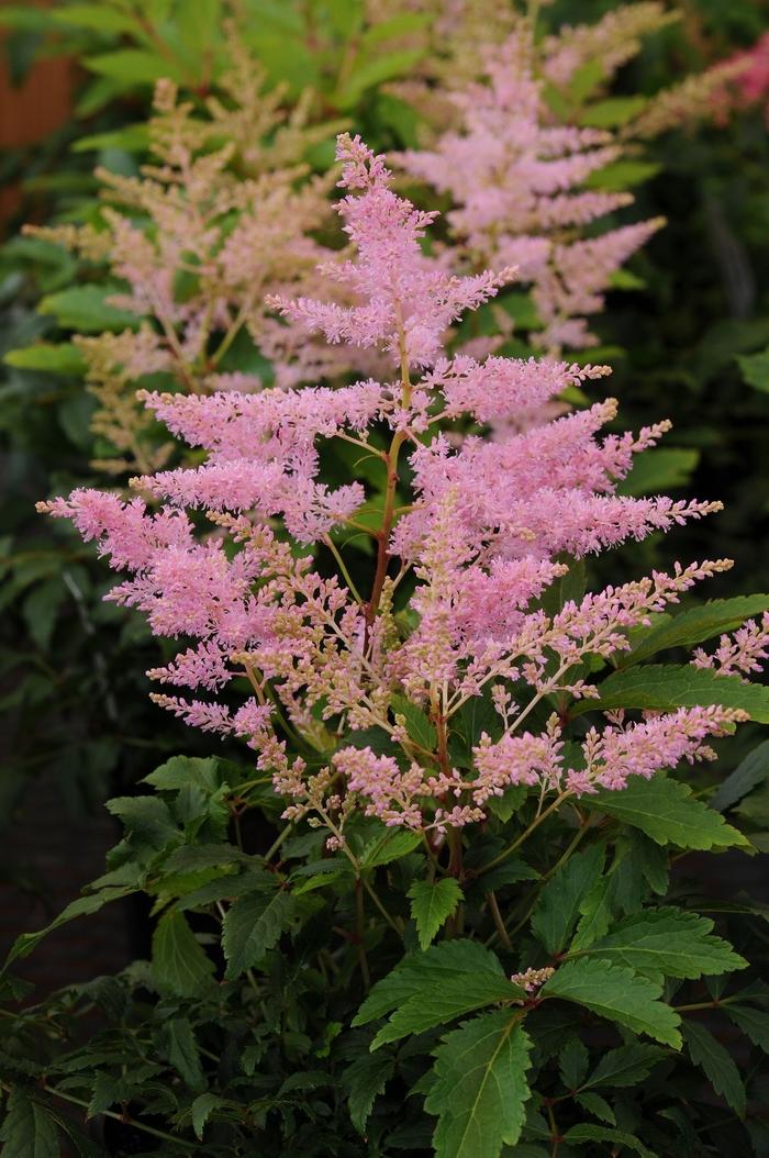 Astilbe Younique Silvery Pink™