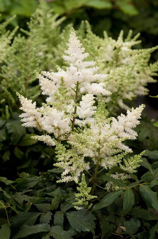 Astilbe Younique White™