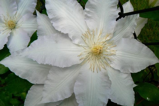 Clematis Gillian Blades