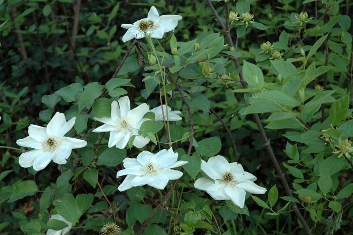 Clematis Guernsey Cream