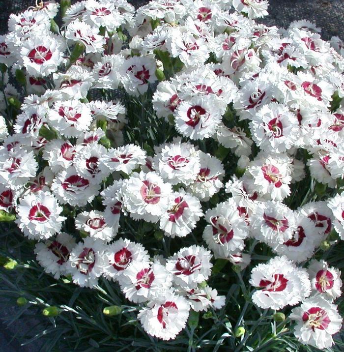 Dianthus hybrida Scent First™ Coconut Surprise