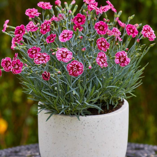 Dianthus Star Single™ Superstar