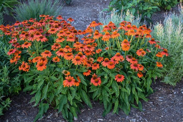 Echinacea Sombrero™ Adobe Orange