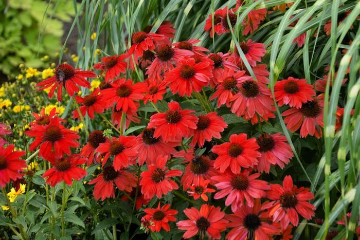 Echinacea Sombrero™ Salsa Red