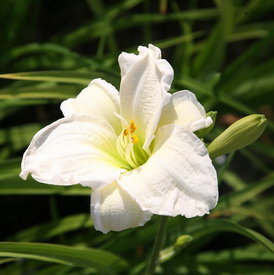 Hemerocallis Gentle Shepherd