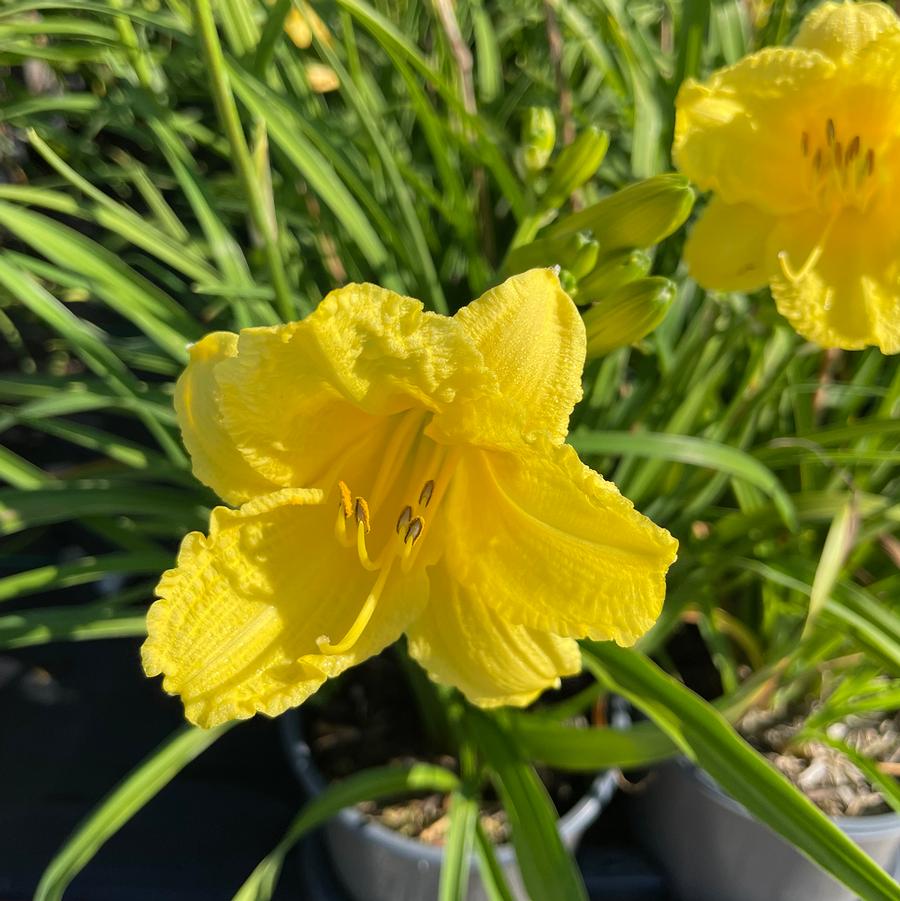 Hemerocallis Happy Returns