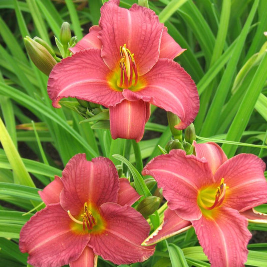 Hemerocallis Ruby Stella