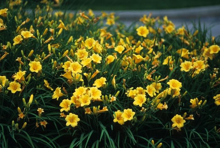 Hemerocallis Stella de Oro