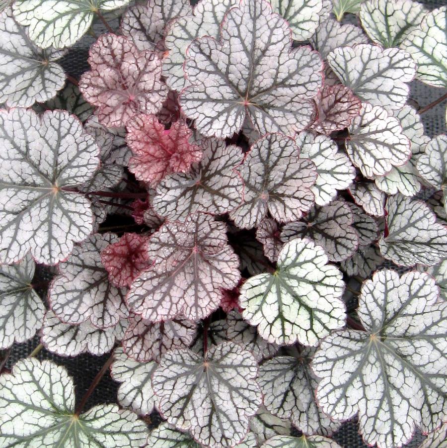 Heuchera Silver Scrolls Coral Bells