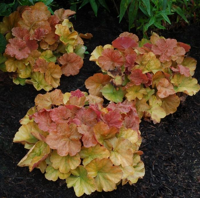 Heuchera Northern Exposure™Coral Bells