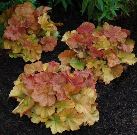 Heuchera Northern Exposure™Coral Bells