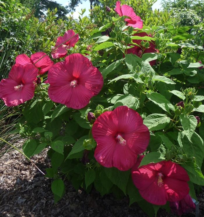 Hibiscus Luna Red Red Rose Mallow