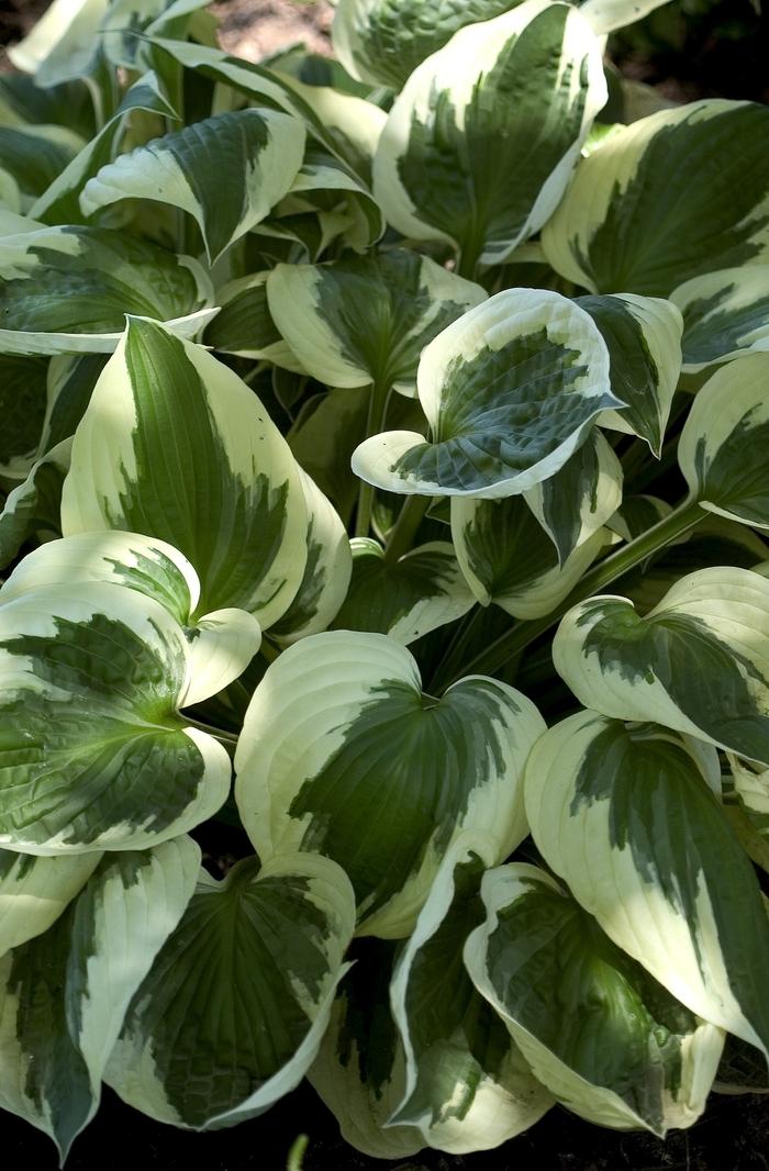 Hosta Patriot Plantain Lily