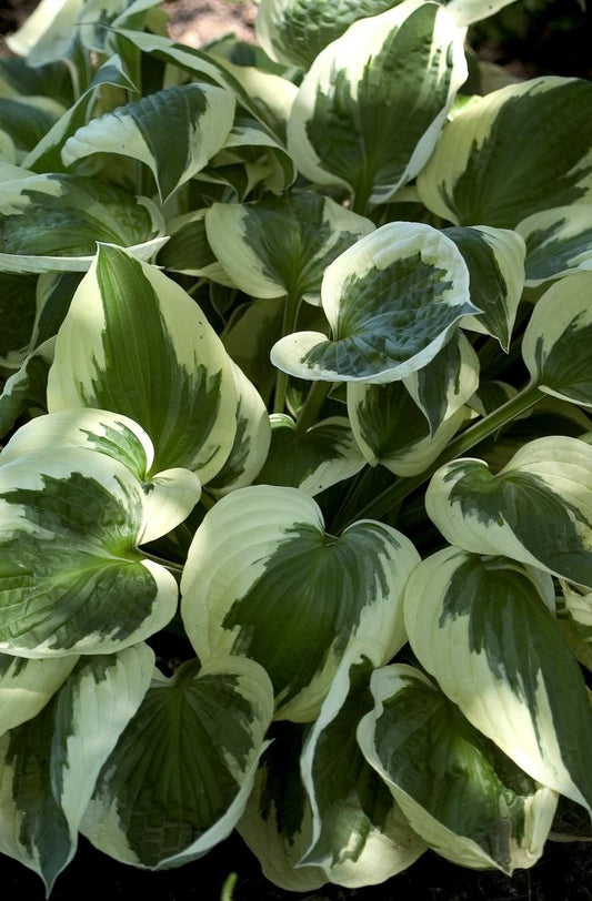 Hosta Patriot Plantain Lily