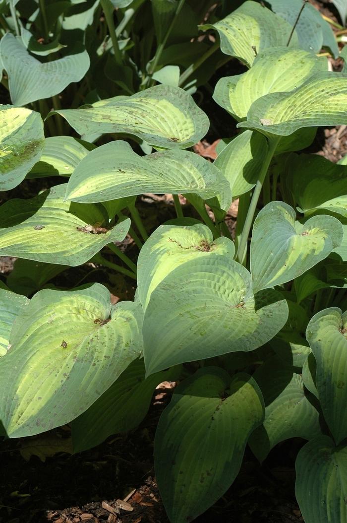 Hosta Pauls Glory Plantain Lily