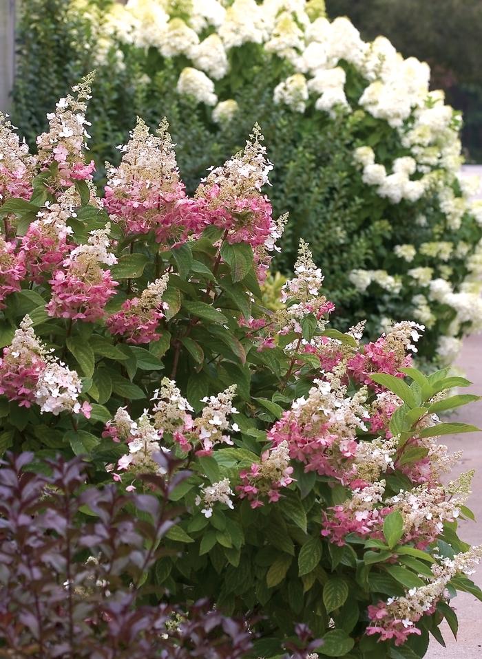 Hydrangea paniculata Pinky W